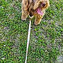 dog, leash, grass, outdoor, pet, animal, tongue_out, happy, brown_fur, shaggy_fur, close_up, playful, nature, walk, canine, summer, greenery, excited, young_dog, leash_clasp