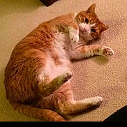 Mr.meow is registered to the contest to win money with this photo: animal, carpet, cat, cozy, curious, cute, domestic_animal, feline, fur, indoor, lying_down, mammal, orange_cat, paw, pet, playful, relaxed, resting, whiskers, white_cat