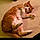 Mr.meow