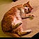 Mr.meow