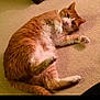 animal, carpet, cat, cozy, curious, cute, domestic_animal, feline, fur, indoor, lying_down, mammal, orange_cat, paw, pet, playful, relaxed, resting, whiskers, white_cat