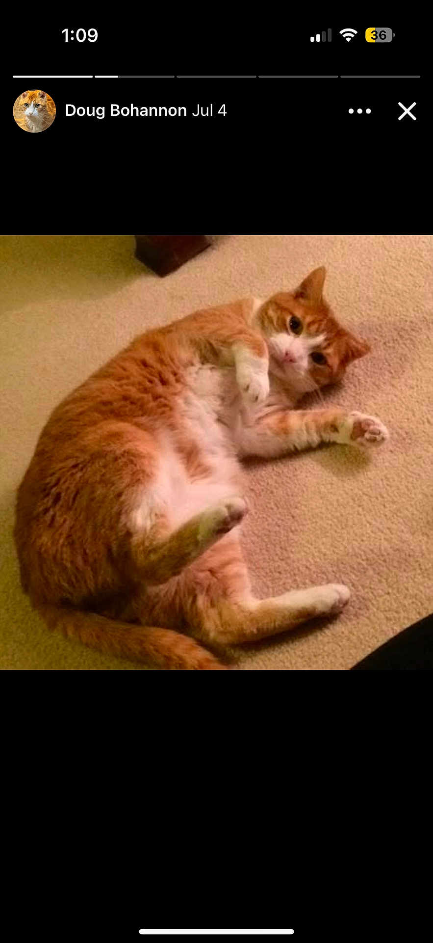 Mr.meow
