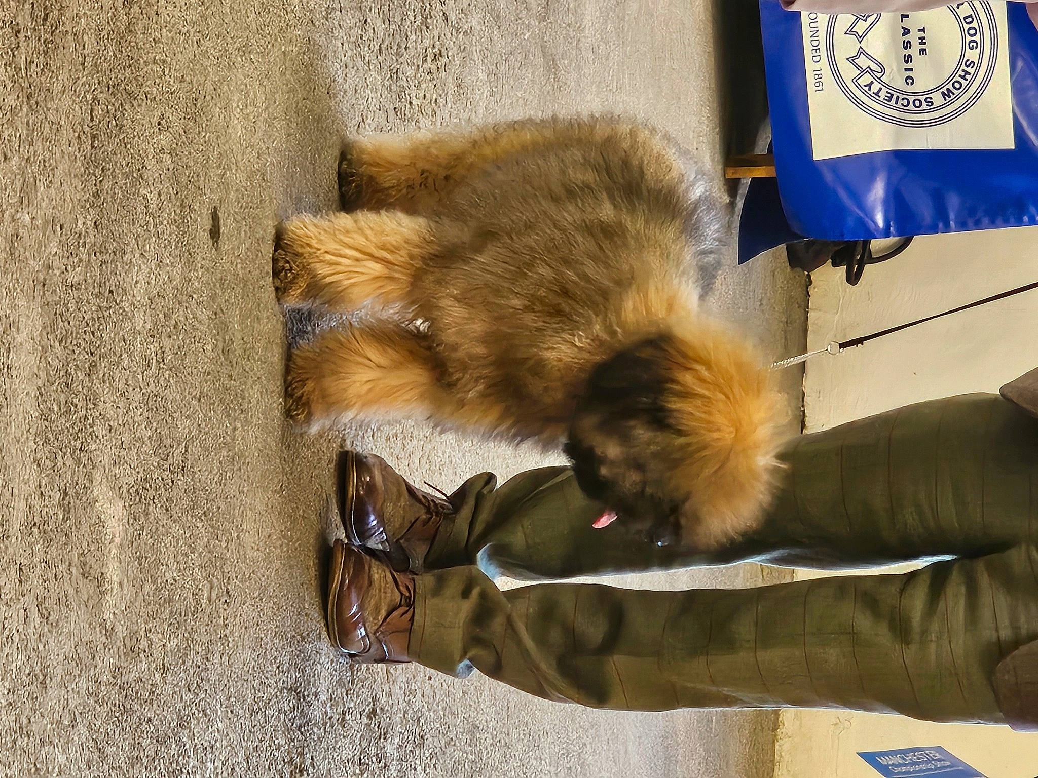 Bruce joined the competition — help win amazing prizes! canidae, carnivore, claw, companion_dog, fawn, felidae, flag, fur, german_spitz, small_to_medium_sized_cats, snout, sporting_group, tail, terrestrial_animal, wildlife, wood