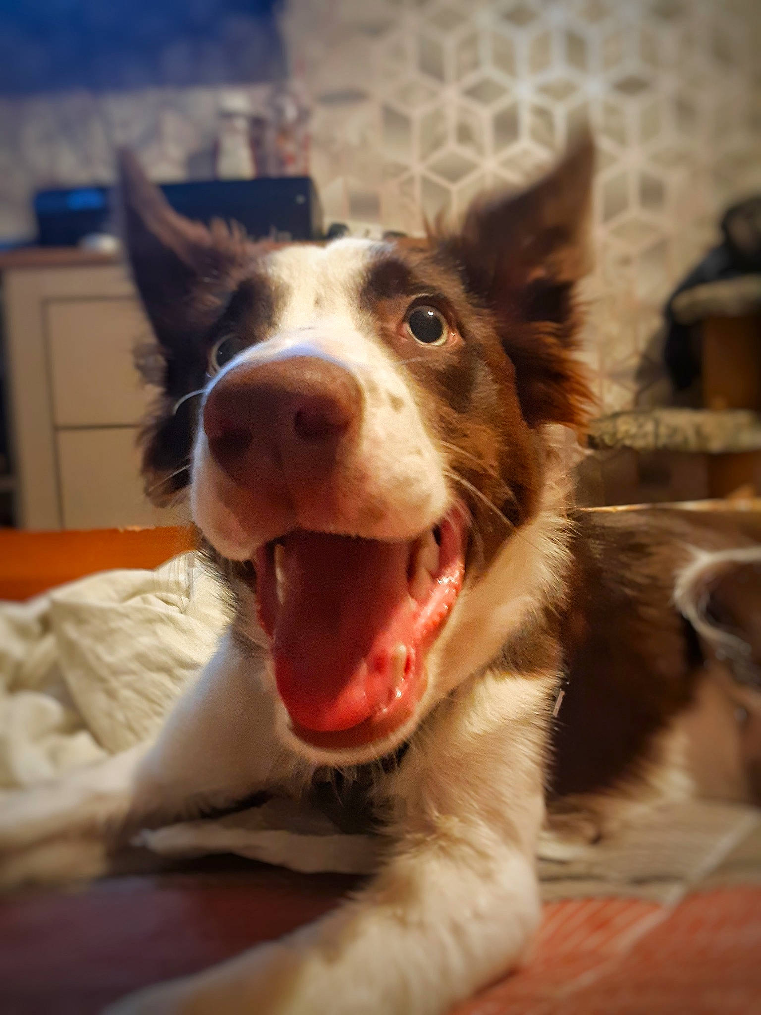 Lucky joined the competition — help win amazing prizes! cabinetry, canidae, carnivore, companion_dog, dog, dog_breed, fang, fur, guard_dog, herding_dog, small_to_medium_sized_cats, snout, sporting_group, whiskers, working_animal, working_dog, yawn