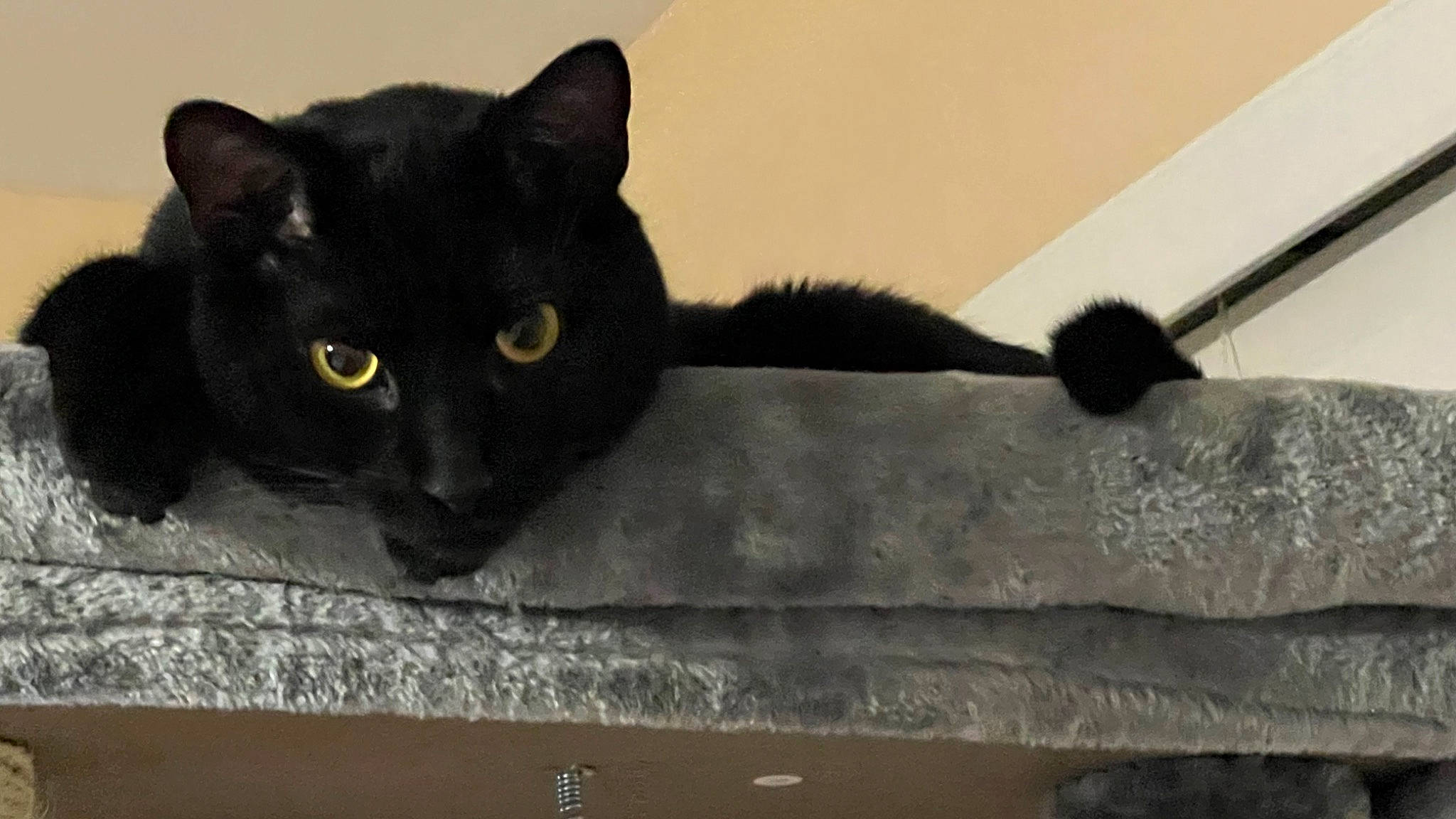 Loki joined the competition — help win amazing prizes! black_cat, bombay, carnivore, cat, cat_furniture, domestic_short_haired_cat, felidae, fur, grey, rectangle, sitting, small_to_medium_sized_cats, snout, tail, whiskers, window, wood