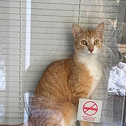 Groot is registered to the contest to win money with this photo: alert, animal, blinds, cat, curious, domestic_cat, ears, feline, glass_door, indoor, no_soliciting, orange_cat, pet, reflection, sign, sitting, tail, whiskers, white_paws, window