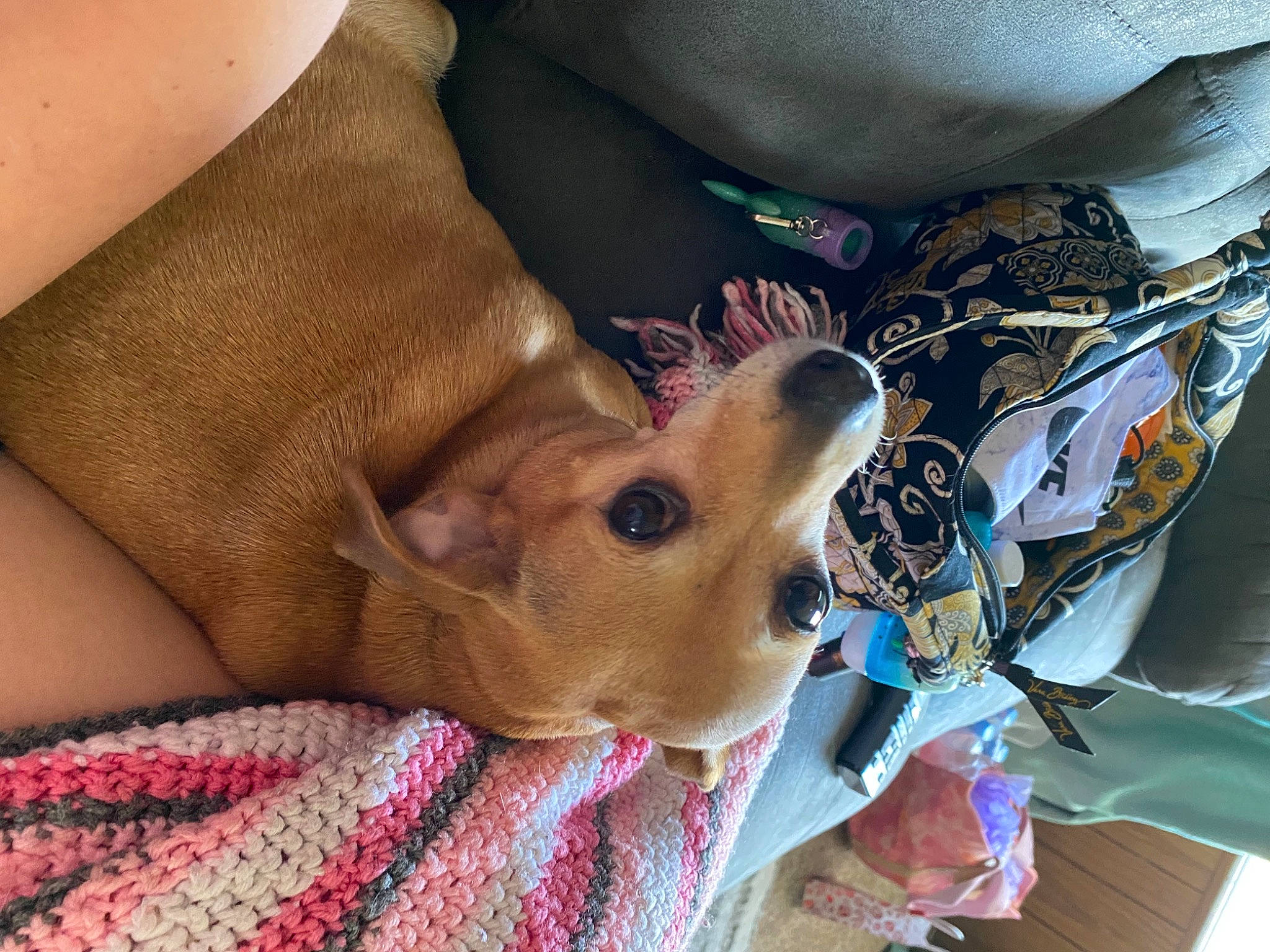 Bella is registered to the contest to win money with this photo: abdomen, carnivore, chest, comfort, companion_dog, dog, dog_breed, elbow, eyewear, fawn, human_leg, knee, pattern, skin, sleeve, sunglasses, textile, thigh, trunk, wrist