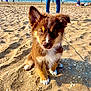 beach, blue_sky, canine, cute, dog, holiday, leash, legs, ocean, outdoor, person, pet, puppy, sand, shadow, shells, summer, sunlight, vacation, young_animal