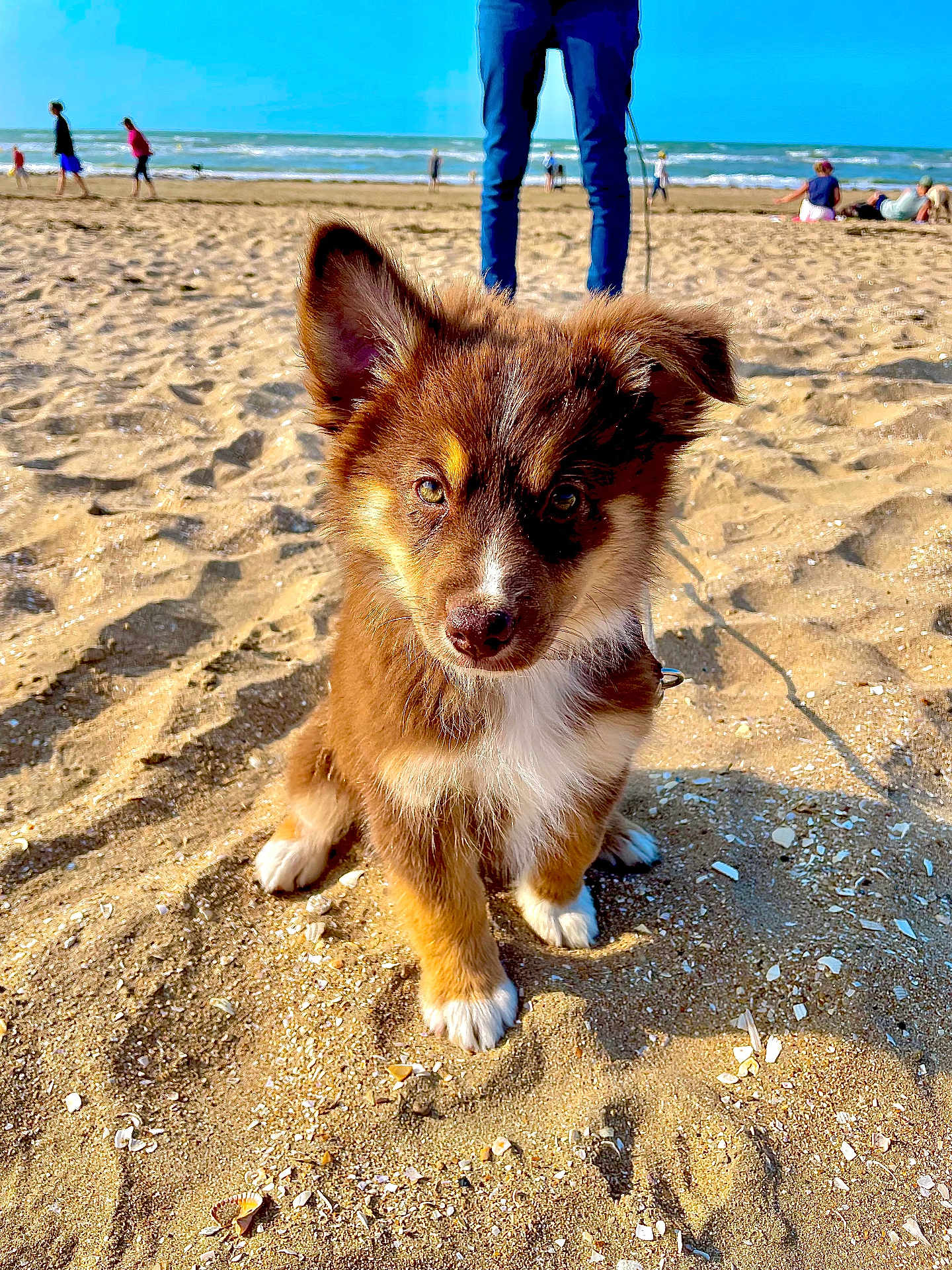 Prisca a rejoint le concours — aidez-le/la à gagner de superbes lots ! puppy, dog, beach, sand, ocean, person, legs, blue_sky, shells, sunlight, shadow, outdoor, leash, canine, pet, cute, young_animal, summer, vacation, holiday