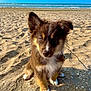 animal, beach, canine, cute, daylight, dog, fluffy, nature, ocean, outdoor, pet, portrait, puppy, sand, sea, sitting, sky, small_dog, sunny, young_dog