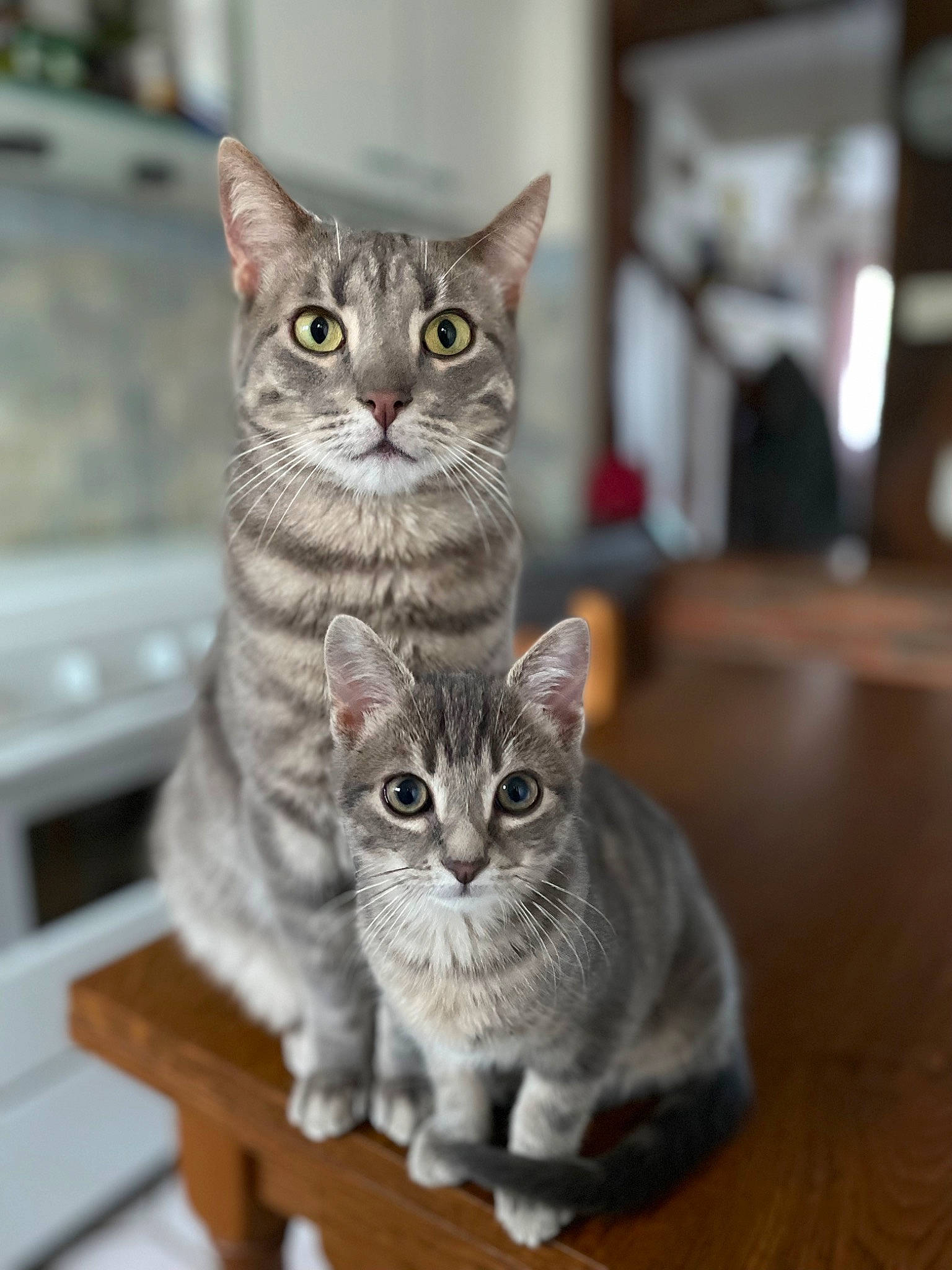 Ragnar a rejoint le concours — aidez-le/la à gagner de superbes lots ! carnivore, cat, domestic_short_haired_cat, felidae, fur, grey, hardwood, paw, sitting, small_to_medium_sized_cats, snout, tail, whiskers, window, wood