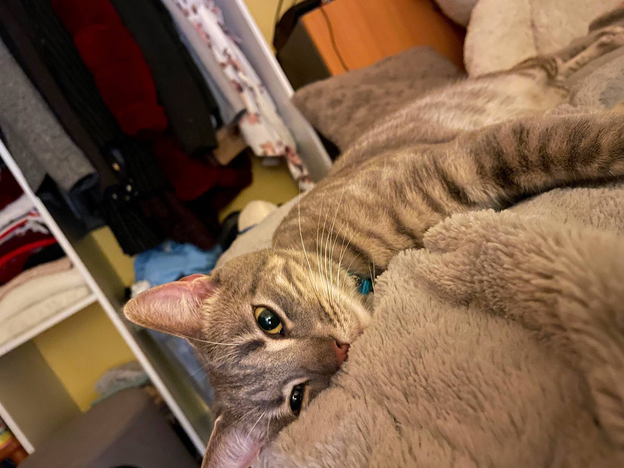 Ragnar a rejoint le concours — aidez-le/la à gagner de superbes lots ! bed, bookcase, carnivore, cat, chair, claw, comfort, couch, domestic_short_haired_cat, fawn, felidae, fur, linens, nap, publication, room, small_to_medium_sized_cats, snout, whiskers, wood