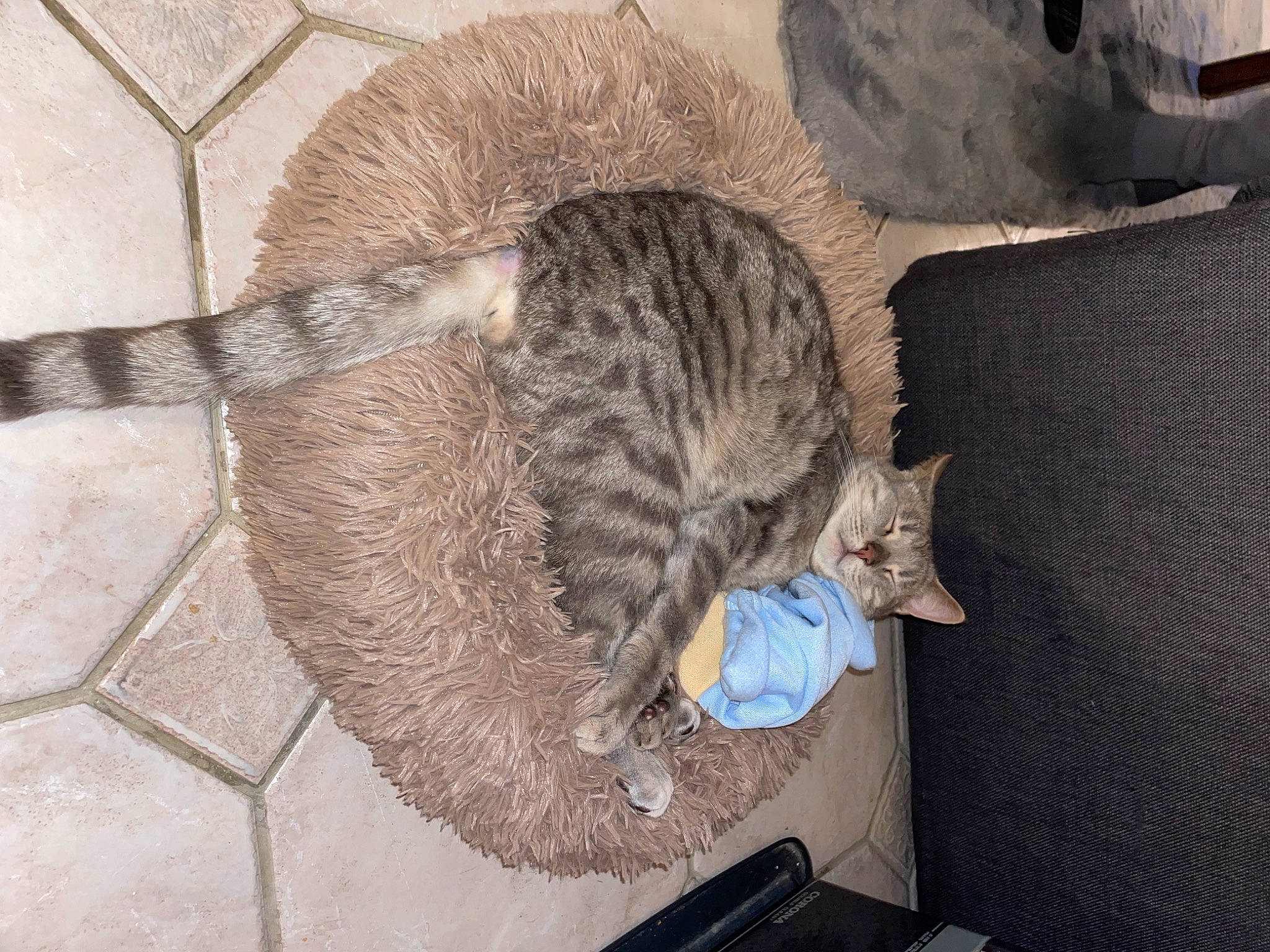 Ragnar a rejoint le concours — aidez-le/la à gagner de superbes lots ! carnivore, cat, claw, domestic_short_haired_cat, felidae, flooring, fur, grey, nap, paw, rodent, small_to_medium_sized_cats, snout, tail, terrestrial_animal, whiskers