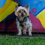 Douchka participe au concours pour gagner de l'argent avec cette photo : accessories, affenpinscher, animal, canine, dog, field, grass, grassland, lawn, leash, machine, nature, outdoors, pet, plant, puppy, sphere, spoke, strap, terrier