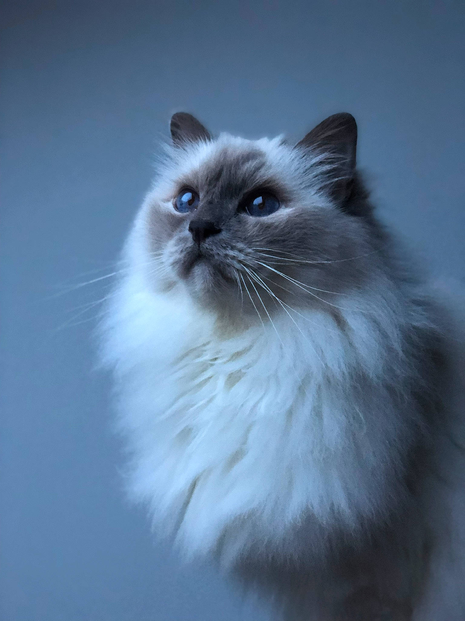 Domino participe au concours pour gagner de l'argent avec cette photo : balinese, birman, british_longhair, carnivore, cat, electric_blue, felidae, fur, gas, ragdoll, small_to_medium_sized_cats, snout, whiskers