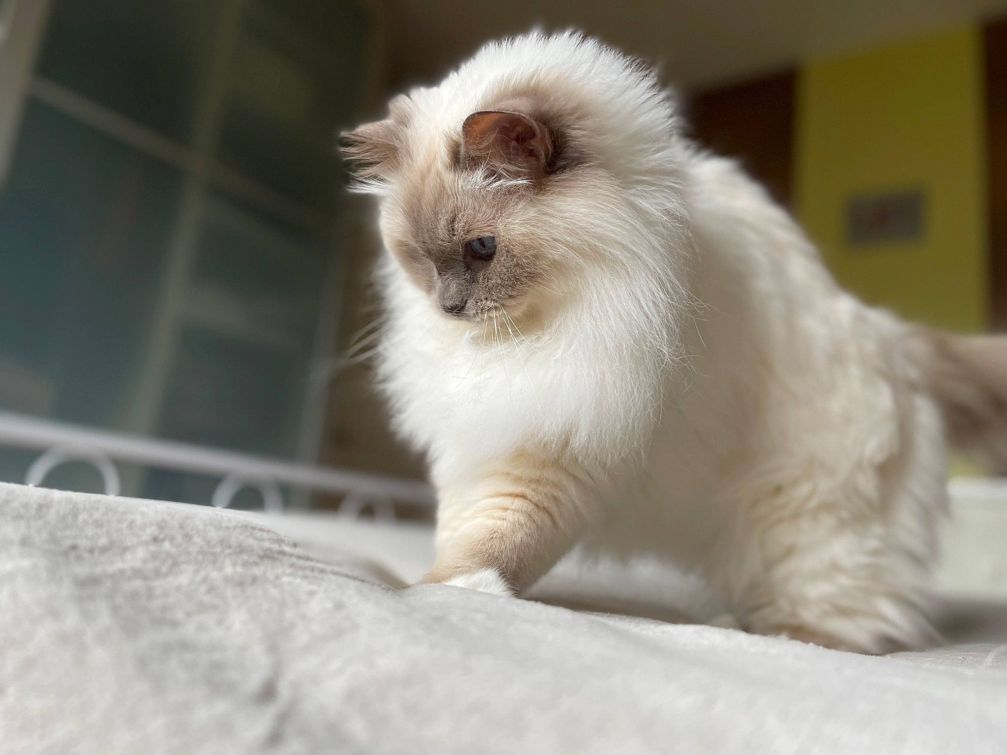 Domino participe au concours pour gagner de l'argent avec cette photo : balinese, birman, carnivore, cat, comfort, fawn, felidae, fur, ragdoll, siamese, small_to_medium_sized_cats, snout, terrestrial_animal, thai, whiskers