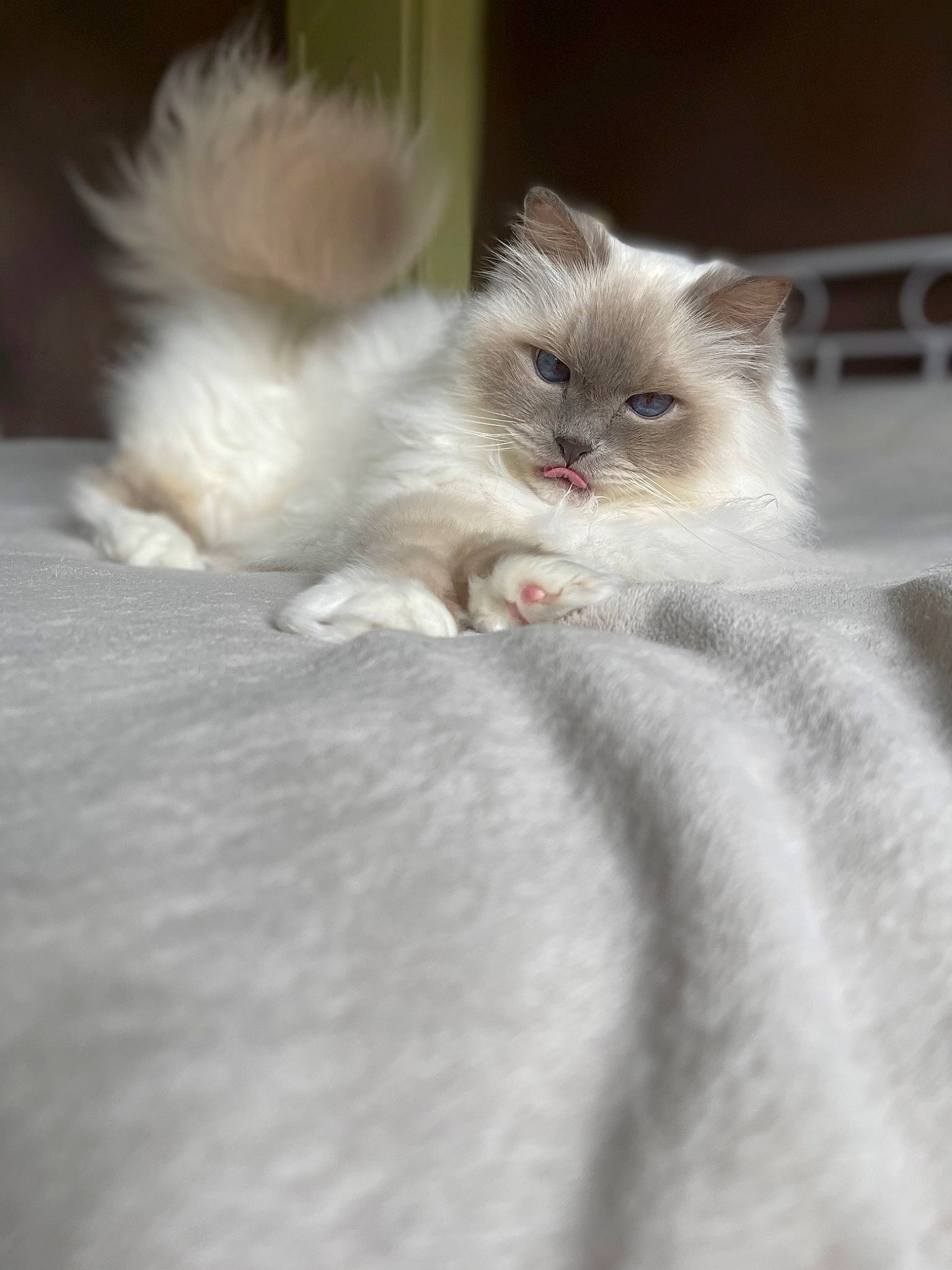 Domino participe au concours pour gagner de l'argent avec cette photo : birman, british_longhair, carnivore, cat, claw, fawn, felidae, fur, paw, plant, ragdoll, small_to_medium_sized_cats, snout, tail, whiskers