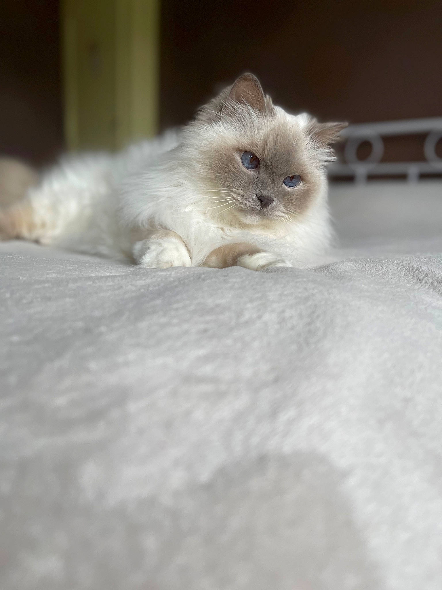 Domino participe au concours pour gagner de l'argent avec cette photo : birman, carnivore, cat, claw, fawn, felidae, fur, persian, ragdoll, small_to_medium_sized_cats, snout, tail, terrestrial_animal, whiskers