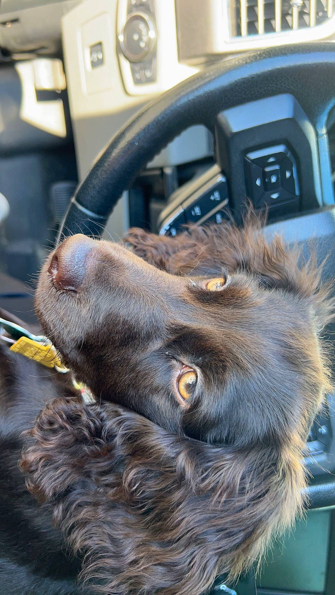 Oakley joined the competition — help win amazing prizes! auto_part, automotive_mirror, canidae, car, carnivore, collar, companion_dog, dog, dog_breed, dog_collar, family_car, fur, liver, personal_luxury_car, snout, sporting_group, steering_wheel, terrestrial_animal, whiskers, working_animal