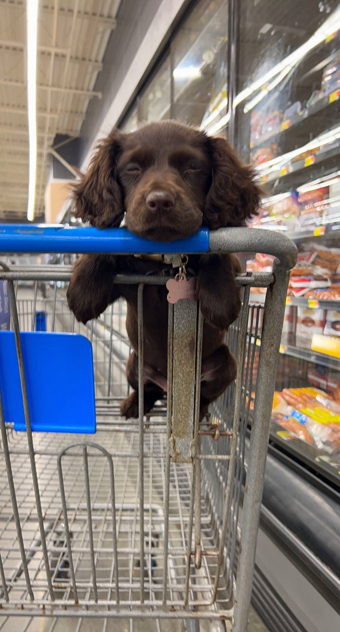 Oakley is registered to the contest to win money with this photo: animal_shelter, canidae, carnivore, companion_dog, convenience_store, customer, dog, dog_breed, dog_supply, electric_blue, fur, liver, machine, pet_supply, publication, retail, shelf, snout, sporting_group, working_animal
