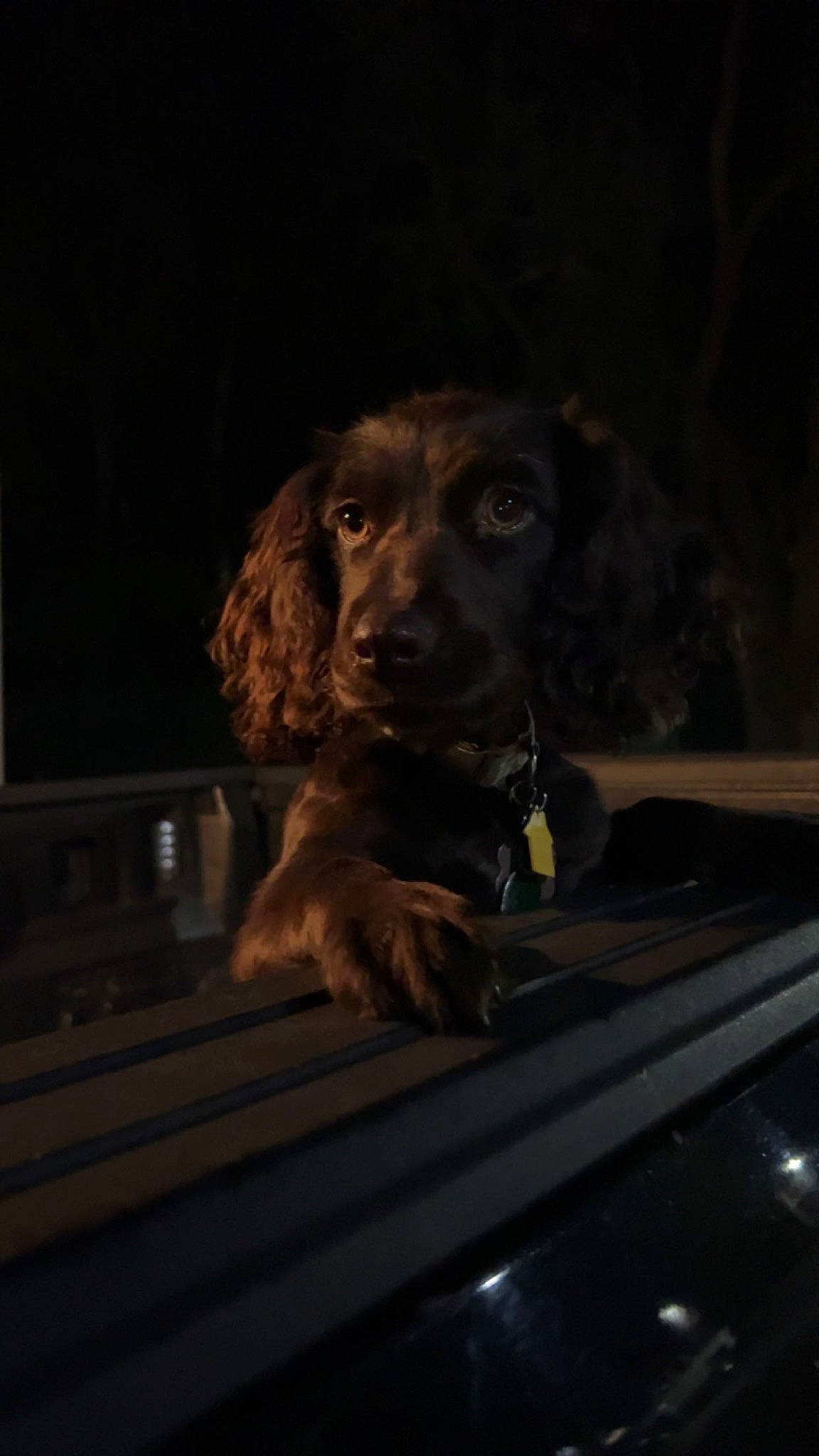 Oakley joined the competition — help win amazing prizes! auto_part, automotive_exterior, automotive_lighting, automotive_window_part, canidae, carnivore, companion_dog, darkness, dog, dog_breed, fur, gun_dog, liver, night, snout, sporting_group, tints_and_shades, vehicle_door, windshield, working_animal