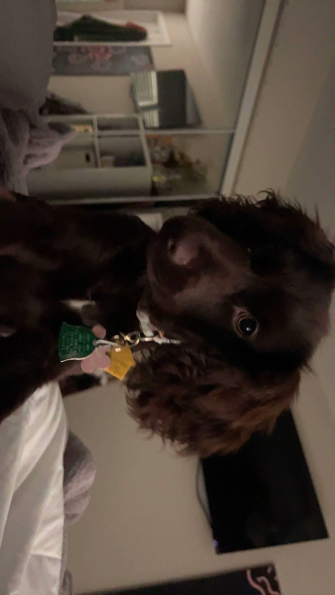 Oakley is registered to the contest to win money with this photo: canidae, carnivore, companion_dog, dog, dog_breed, ear, fawn, felidae, fur, gesture, jaw, liver, small_to_medium_sized_cats, snout, sporting_group, tail, toy, whiskers, working_animal, wrinkle