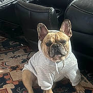Waylon is registered to the contest to win money with this photo: dog, french_bulldog, hoodie, clothing, pet, indoor, rug, carpet, furniture, leather_sofa, cable, animal, canine, cute, sitting, ears, portrait, companion, household, domestic