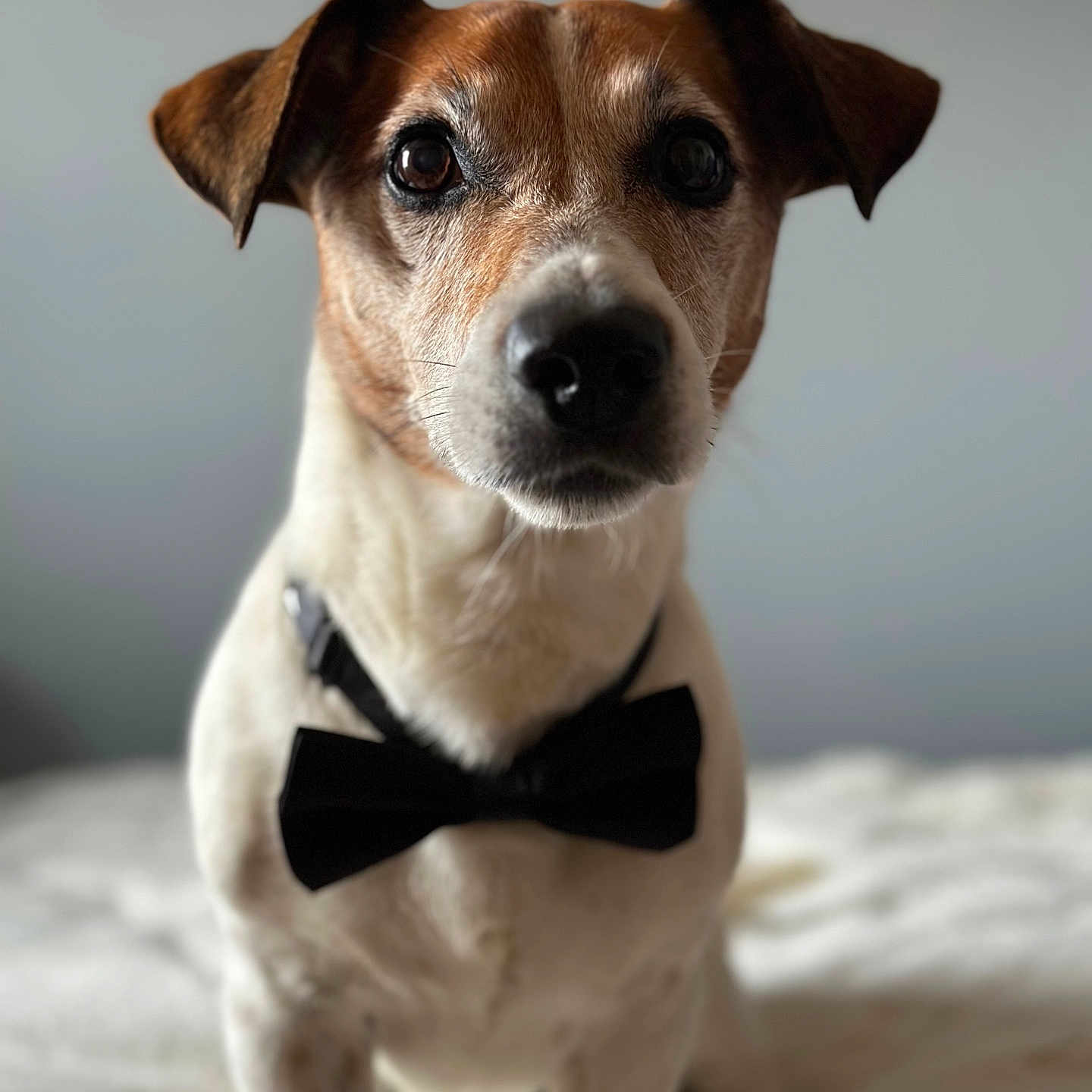 Heliot a rejoint le concours — aidez-le/la à gagner de superbes lots ! accessories, animal, beagle, bowtie, canine, collar, dog, face, formalwear, head, hound, necktie, person, pet, photography, pointer, puppy, snout, strap, tie