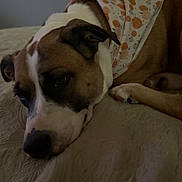 Stella is registered to the contest to win money with this photo: dog, pet, sleeping, lying_down, bed, blanket, bedroom, indoors, brown_and_white, short_hair, muzzle, nose, eyes, paws, relaxed, tired, portrait, cozy, home, animal