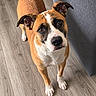 Stella joined the competition — help win amazing prizes! dog, boxer, pet, animal, brown_and_white, floppy_ears, white_blaze, black_nose, brown_eyes, standing, indoor, wood_floor, sofa, living_room, portrait, close_up, looking_at_camera, short_hair, paws, cute