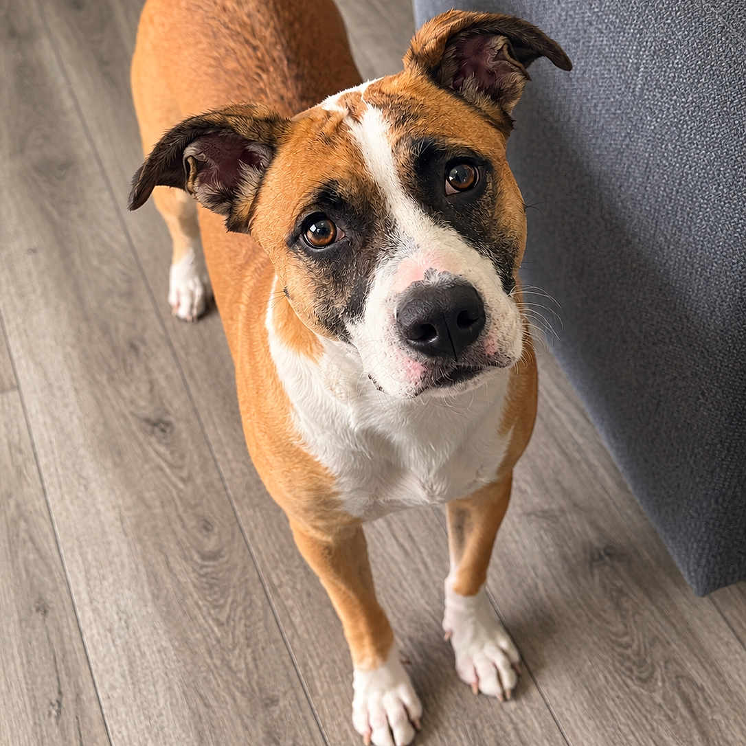 Stella