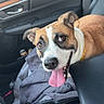 dog, canine, brown_and_white, short_hair, tongue_out, panting, happy, playful, portrait, pet, car, interior, passenger_seat, door, dashboard, seatbelt, jacket, charging_cable, outdoor_view, close_up