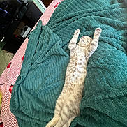 Cinnamon joined the competition — help win amazing prizes! cat, sleeping, stretching, blanket, bed, striped, striped_blanket, furry, cozy, indoor, relaxed, pet, animal, cute, soft, resting, home, feline, striped_cat, striped_fur