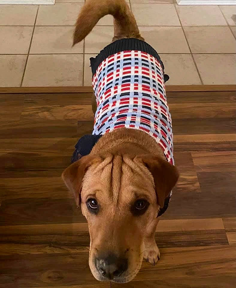 Roger joined the competition — help win amazing prizes! carnivore, collar, companion_dog, dog, dog_breed, dog_clothes, dog_collar, dog_supply, fawn, floor, flooring, hardwood, laminate_flooring, liver, pet_supply, tail, vertebrate, wood, wood_stain, working_animal