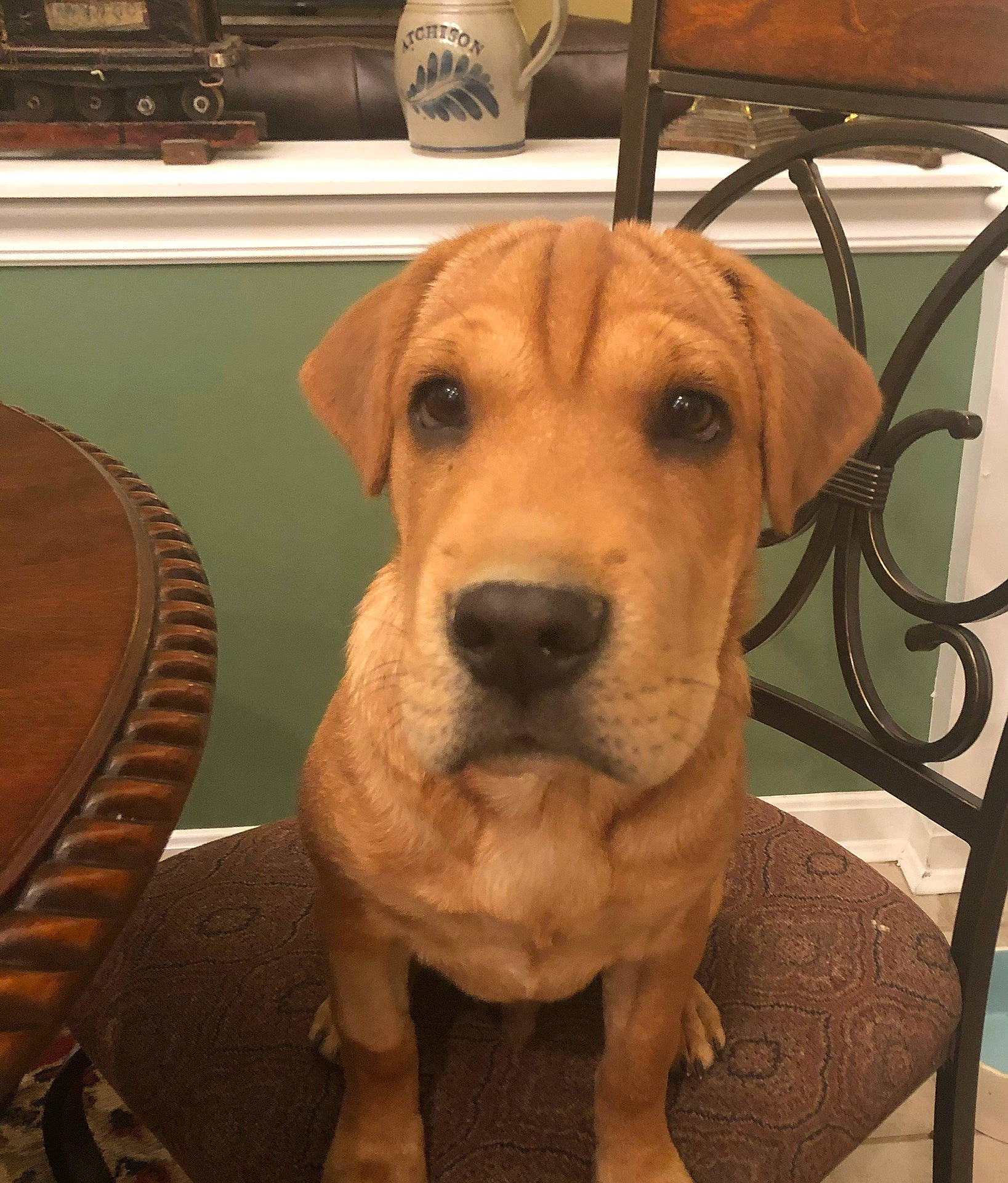 Roger is registered to the contest to win money with this photo: carnivore, chair, collar, companion_dog, dog, dog_breed, dog_collar, ear, flooring, fur, guard_dog, hound, kitchen_appliance, liver, pet_supply, retriever, selfie, whiskers, wood, working_animal