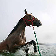 Baronne de rouerie participe au concours pour gagner de l'argent avec cette photo :