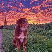 Aladin a rejoint le concours — aidez-le/la à gagner de superbes lots ! dog, sunset, grass, outdoor, nature, sky, clouds, path, animal, pet, fur, field, twilight, scenic, canine, evening, peaceful, colorful, landscape, sitting