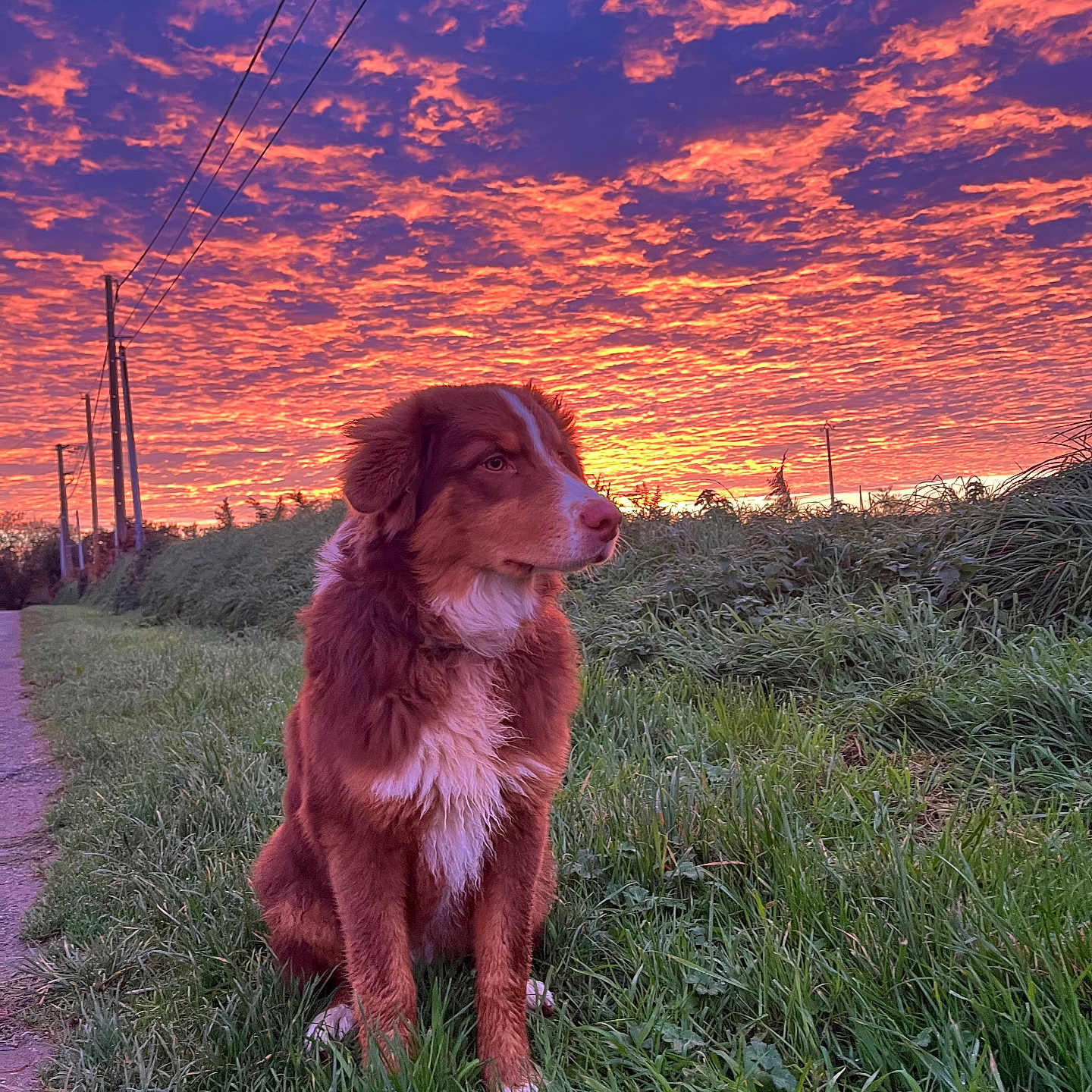 Aladin a rejoint le concours — aidez-le/la à gagner de superbes lots ! animal, canine, clouds, colorful, dog, evening, field, fur, grass, landscape, nature, outdoor, path, peaceful, pet, scenic, sitting, sky, sunset, twilight