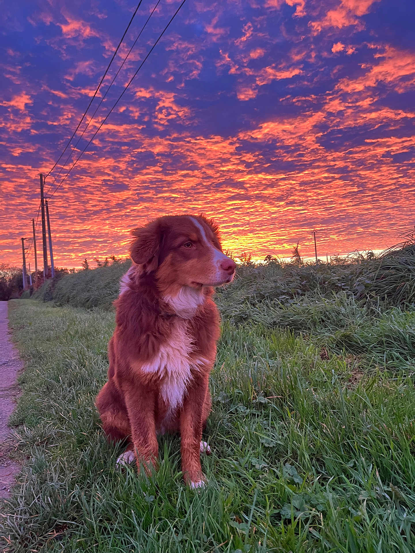 Aladin a rejoint le concours — aidez-le/la à gagner de superbes lots ! dog, sunset, grass, outdoor, nature, sky, clouds, path, animal, pet, fur, field, twilight, scenic, canine, evening, peaceful, colorful, landscape, sitting