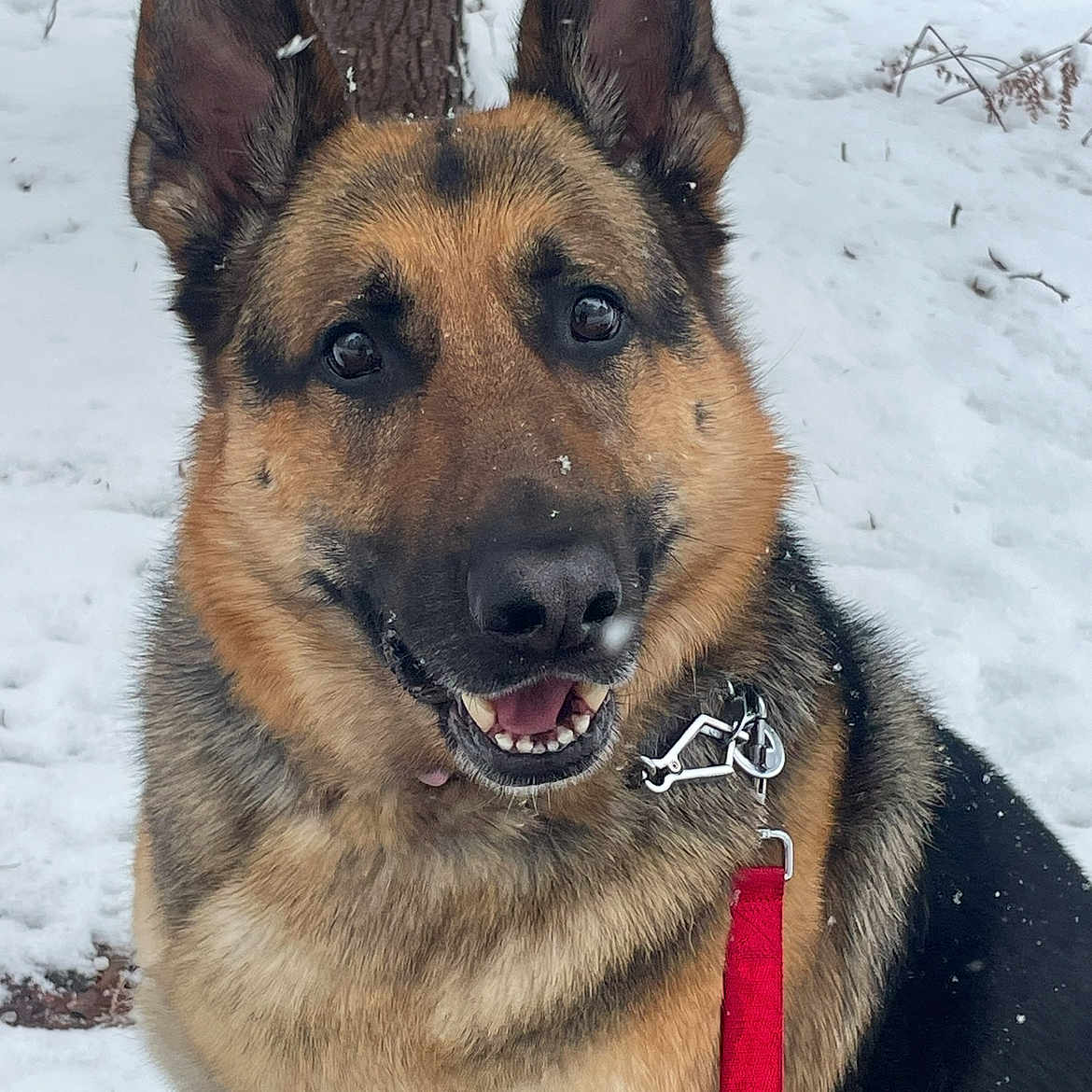 Izzy is registered to the contest to win money with this photo: animal, canine, cold, dog, ears, forest, friendly, fur, german_shepherd, happy, leash, nature, outdoor, pet, smiling, snout, snow, tongue, tree, winter