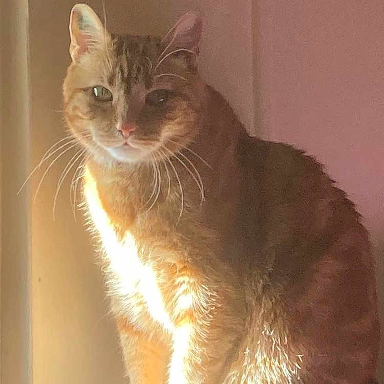 Sigisbert a rejoint le concours — aidez-le/la à gagner de superbes lots ! abyssinian, angora, animal, cat, egyptiancat, kitten, manx, pet