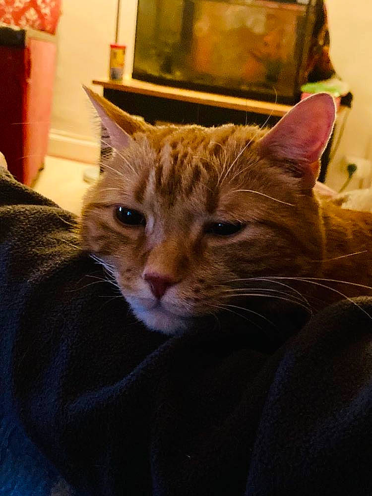 Sigisbert a rejoint le concours — aidez-le/la à gagner de superbes lots ! box, carnivore, cat, claw, comfort, domestic_short_haired_cat, ear, fawn, felidae, fur, sitting, small_to_medium_sized_cats, snout, terrestrial_animal, whiskers