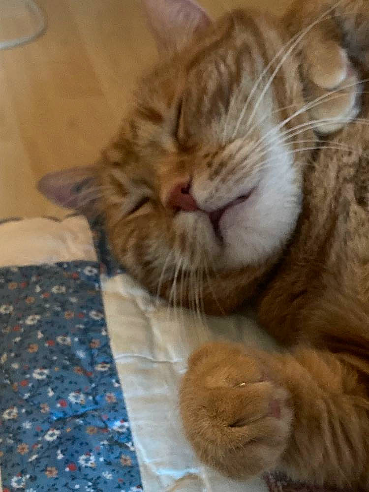 Sigisbert a rejoint le concours — aidez-le/la à gagner de superbes lots ! carnivore, cat, cat_supply, claw, comfort, domestic_short_haired_cat, fawn, felidae, fur, nap, paw, small_to_medium_sized_cats, snout, tail, whiskers, wood