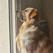 Poséïdon participe au concours pour gagner de l'argent avec cette photo : dog, golden_retriever, pet, indoor, window, looking_out, fur, animal, mammal, canine, side_view, portrait, light, cozy, calm, domestic, companion, fluffy, curious, peaceful