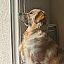 dog, golden_retriever, pet, indoor, window, looking_out, fur, animal, mammal, canine, side_view, portrait, light, cozy, calm, domestic, companion, fluffy, curious, peaceful