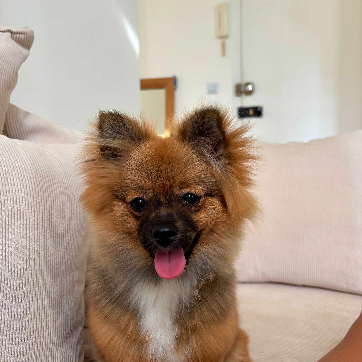 Vegas a rejoint le concours — aidez-le/la à gagner de superbes lots ! animal, beige, canine, companion, couch, cute, dog, domestic_animal, fluffy, friendly, fur, happy, indoor, living_room, pet, portrait, puppy, sitting, small_dog, tongue_out