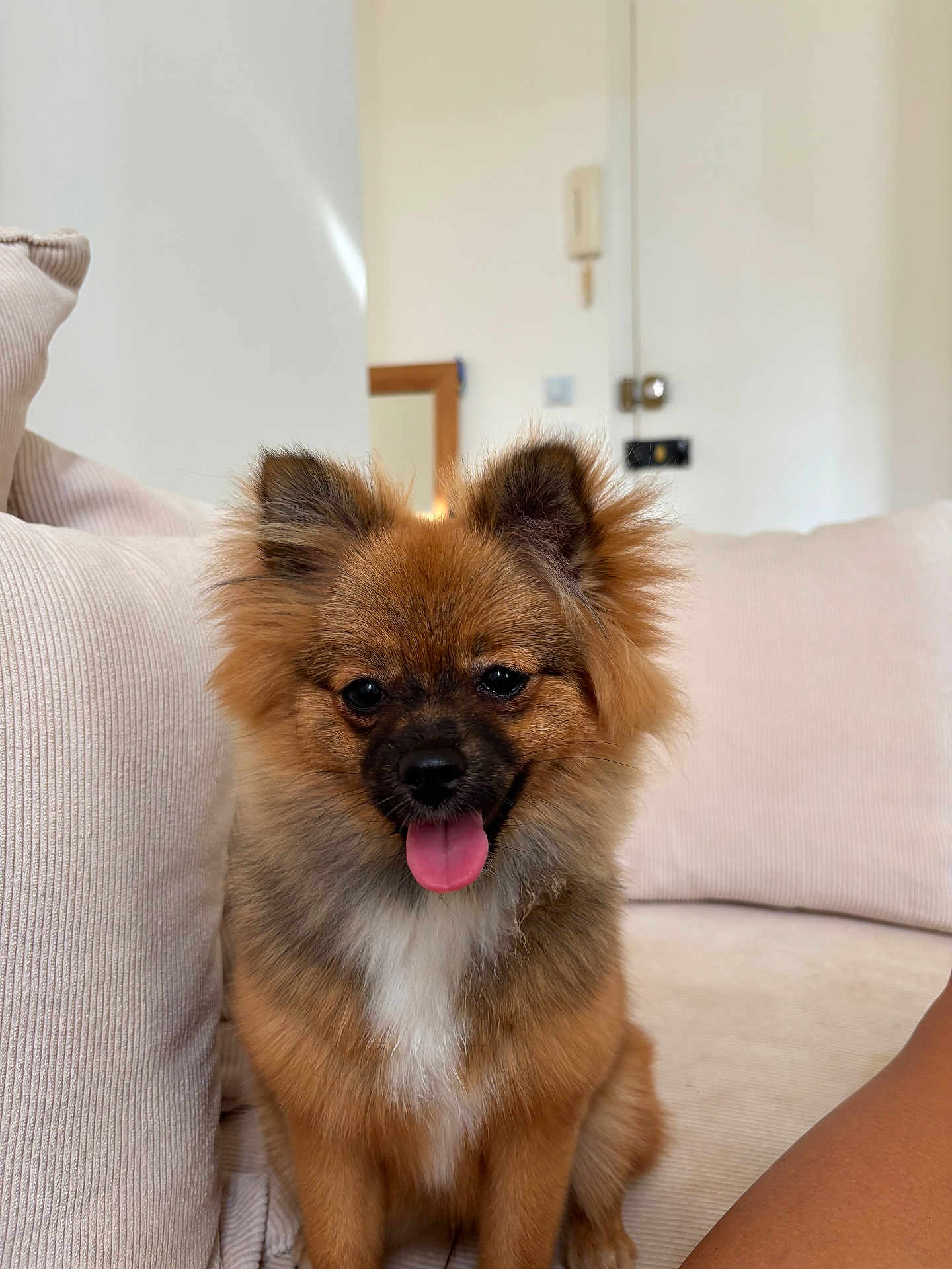 Vegas a rejoint le concours — aidez-le/la à gagner de superbes lots ! dog, puppy, fluffy, tongue_out, sitting, indoor, couch, beige, fur, pet, cute, happy, small_dog, living_room, domestic_animal, canine, animal, friendly, companion, portrait