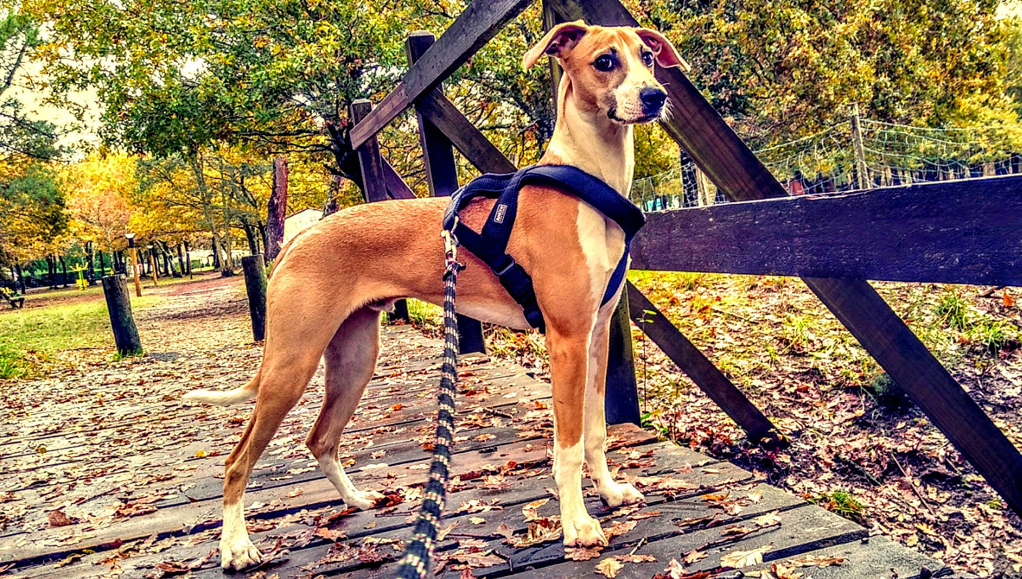 Drago a rejoint le concours — aidez-le/la à gagner de superbes lots ! azawakh, canidae, carnivore, companion_dog, dog, dog_breed, fawn, galgo_espanol, greyhound, hortaya_borzaya, italian_greyhound, leash, mammal, polish_greyhound, sighthound, snout, sporting_group, tree, vertebrate, whippet