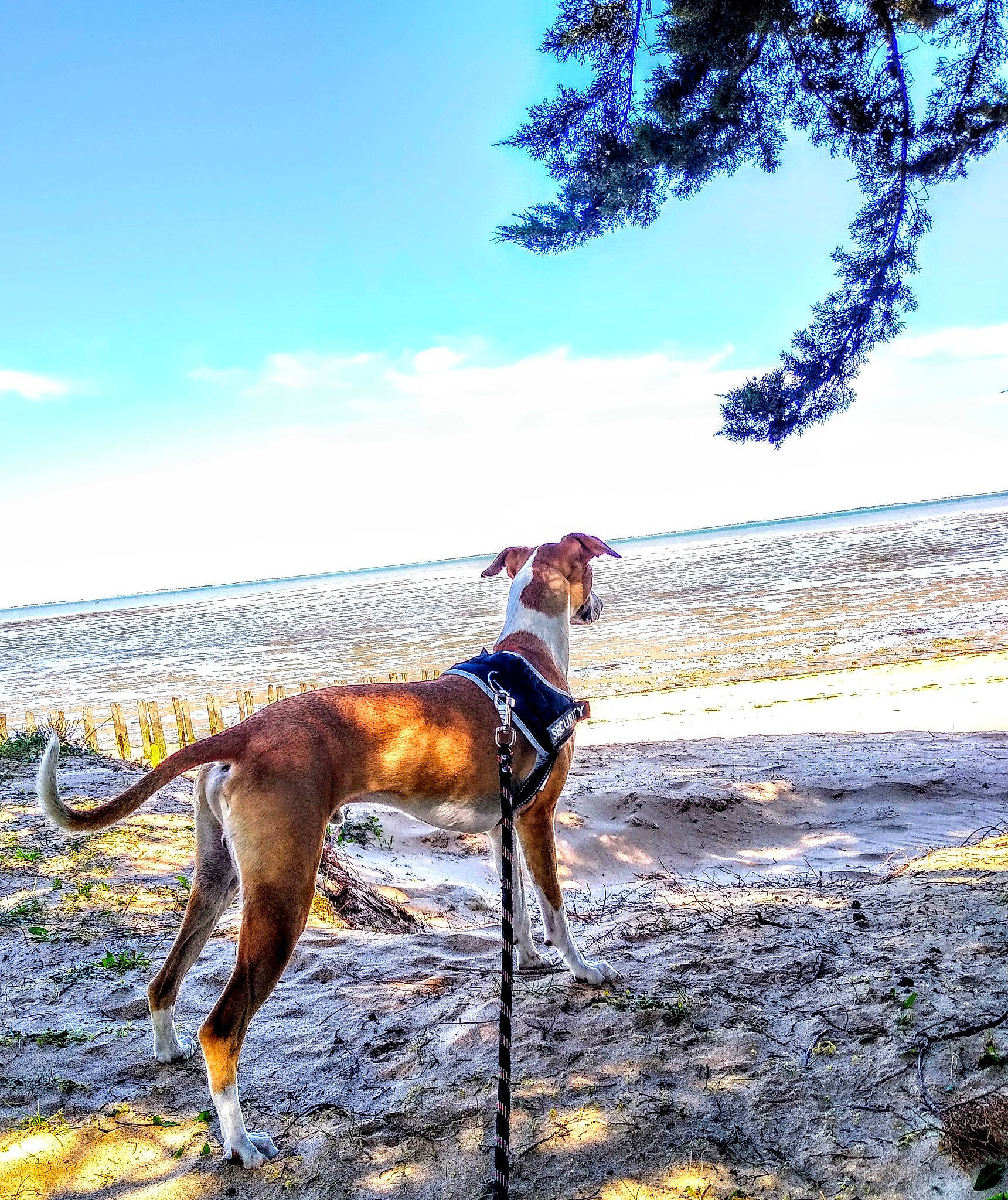 Drago participe au concours pour gagner de l'argent avec cette photo : africanis, canidae, carnivore, dog, dog_breed, dog_walking, fawn, hound, hunting_dog, ibizan_hound, leash, lurcher, mammal, mudhol_hound, sighthound, sporting_group, vertebrate, working_dog