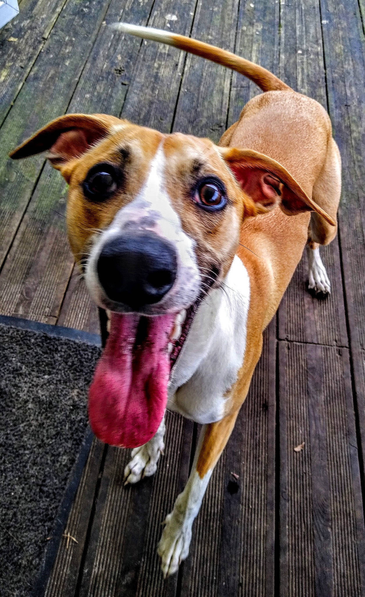 Drago participe au concours pour gagner de l'argent avec cette photo : aspin, canidae, carnivore, dog, dog_breed, fawn, feist, greyhound, leash, lurcher, magyar_agar, mammal, mountain_cur, potcake_dog, snout, street_dog, whippet, whiskers